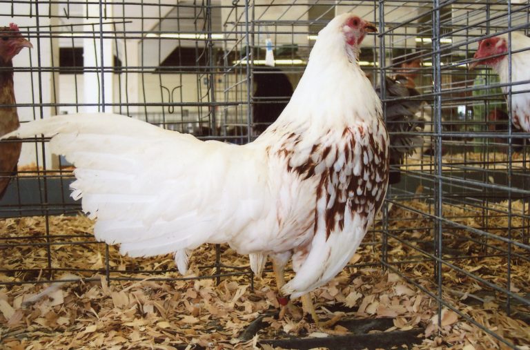 Red Shouldered Yokohama Chicken