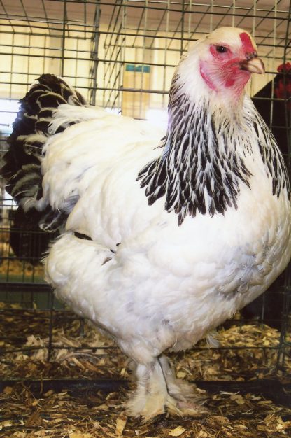 Baby Light Brahma Chicken