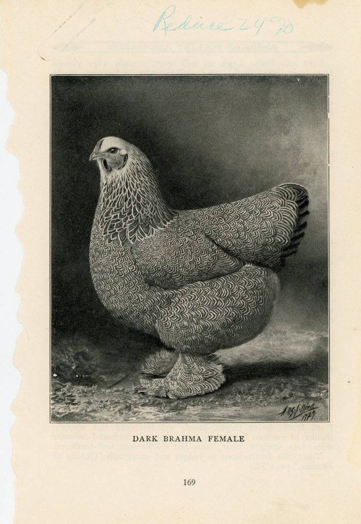Dark Brahma Chicken