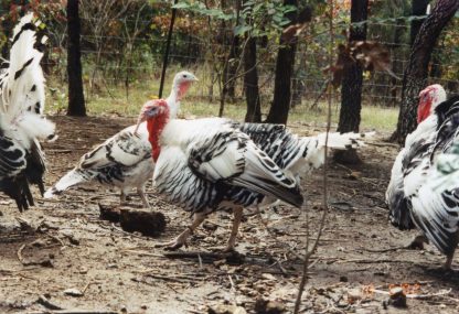 Royal Palm Turkeys