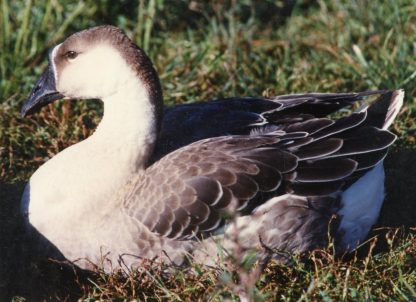 African Geese -3987