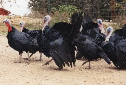 Black Spanish Turkeys