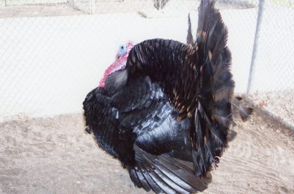 Black Spanish Turkey