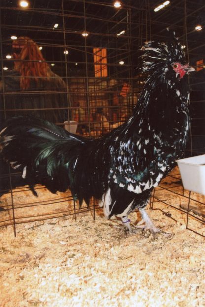 Mottled Houdan Chicken