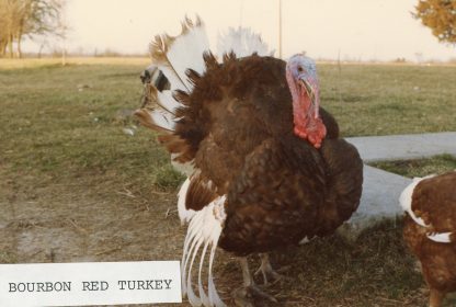 Bourbon Red Turkey