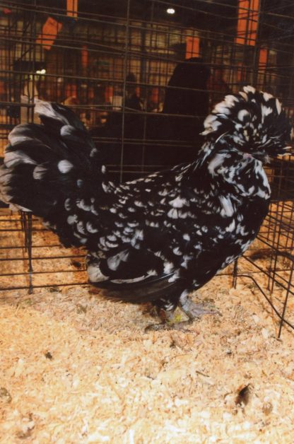 Mottled Houdan Chicken