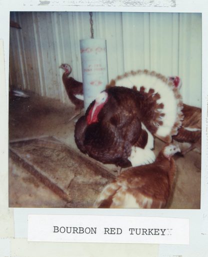 Bourbon Red Turkey