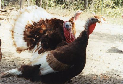 Bourbon Red Turkey