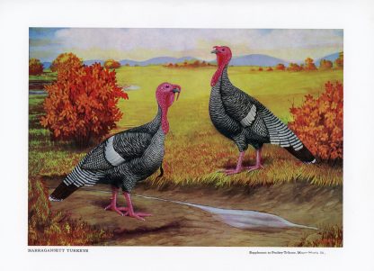 Narragansett Turkeys