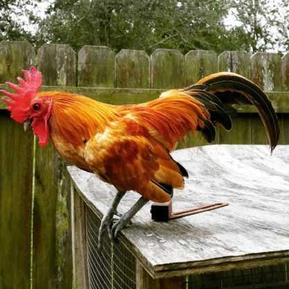 Ginger Red Old English Game Bantam