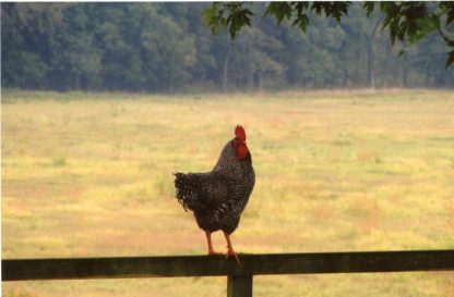 Barred Rocks came from Cackle Hatchery® , March 2013, Sharon Jay OK