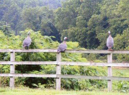 Lavender Guineas