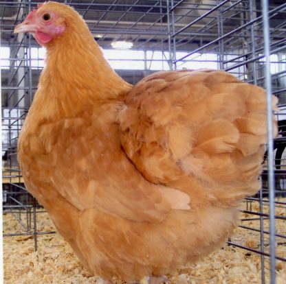 Buff Orpington Bantam