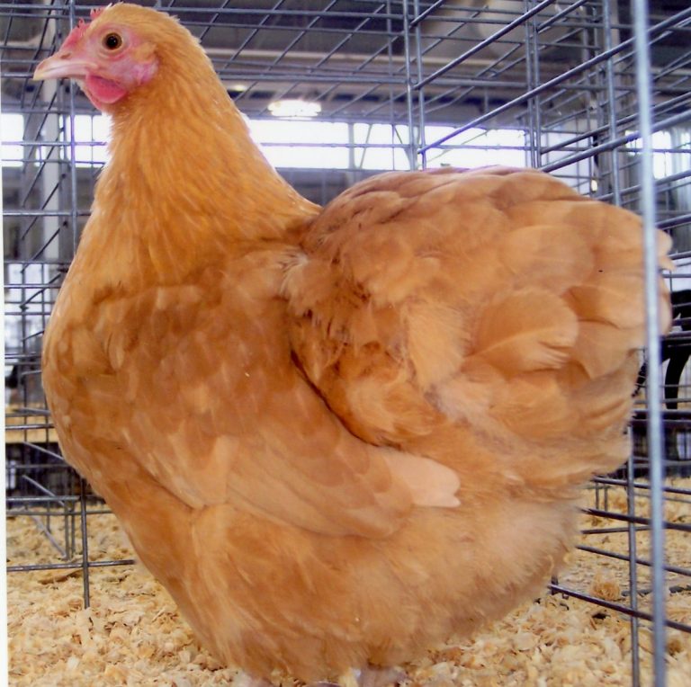 Buff Orpington Bantam