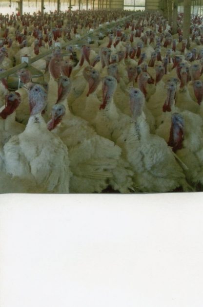 White Broad Breasted Turkeys