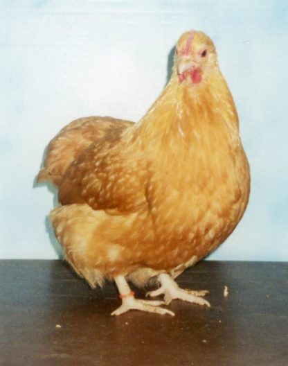 Buff Orpington Bantam