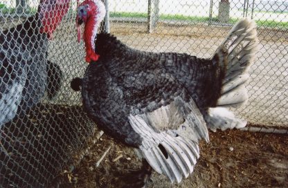 Blue Slate Turkey