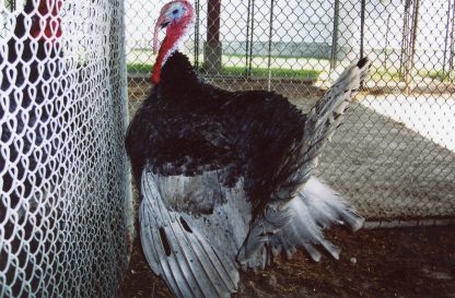 Blue Slate Turkey