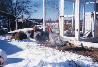 Blue Slate Turkey