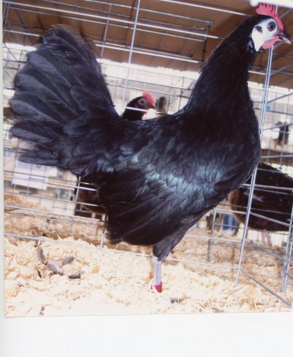 White Faced Black Spanish Bantam