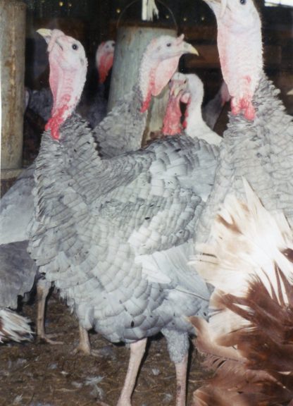 Blue Slate Turkey