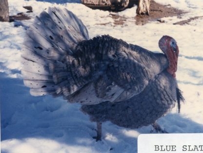 Blue Slate Turkey