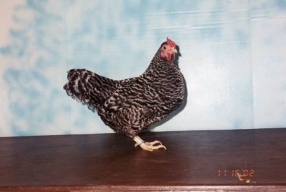 Dominique Bantam Chicken