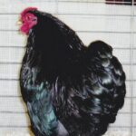 Black Wyandotte Bantam Chicken Rooster