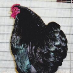 Black Wyandotte Bantam Chicken Rooster