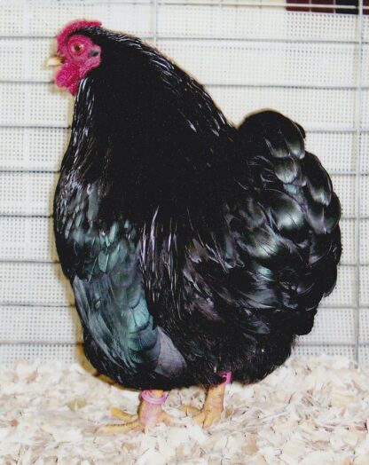 Black Wyandotte Bantam Chicken Rooster