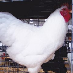 Rhode Island White Chicken Rooster (Single Comb Variety)