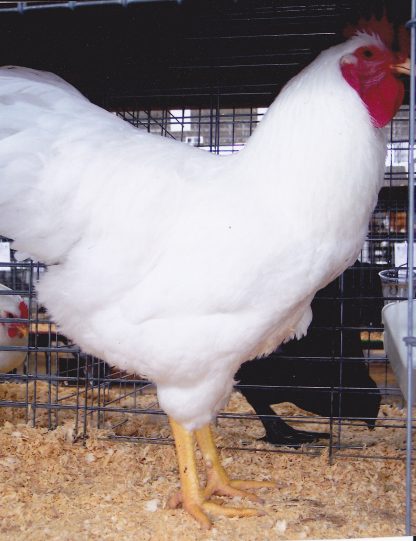 Rhode Island White Chicken Rooster (Single Comb Variety)