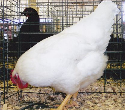 Rhode Island White Chicken Hen (Single Comb Variety)