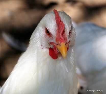 Rhode Island White Rooster Chicken (Single Comb Variety) Breed, Photo Credit: Wolfe