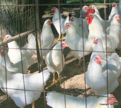 Flock of Rhode Island White Chickens (Single Comb Variety), Photo Credit: Wolfe