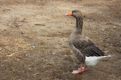 Toulouse Geese