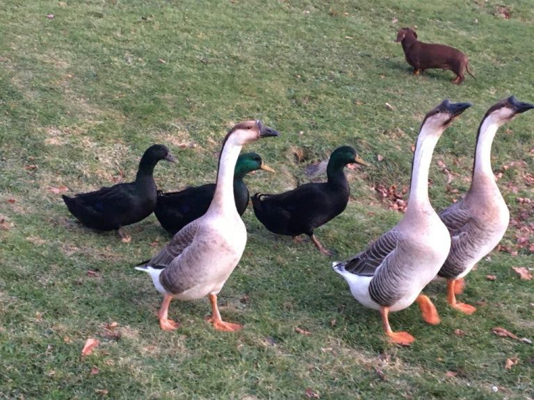 Cayuga Ducks