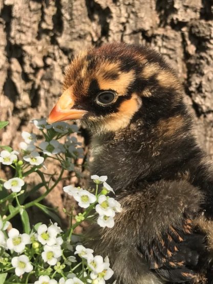 Black Laced Golden Wyandotte Chicks