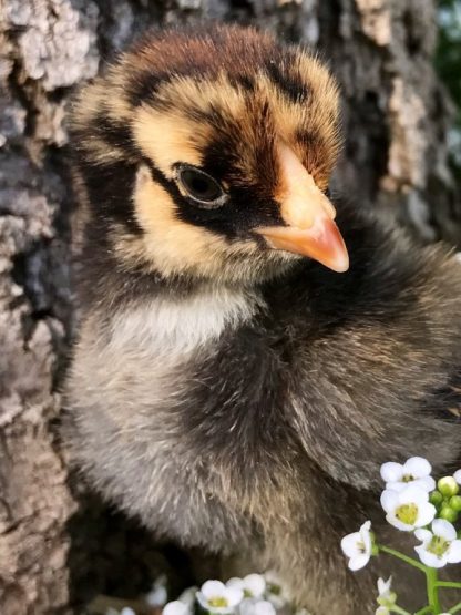 Black Laced Golden Wyandotte Chicks