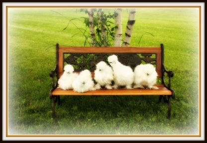 White Silkie Bantam