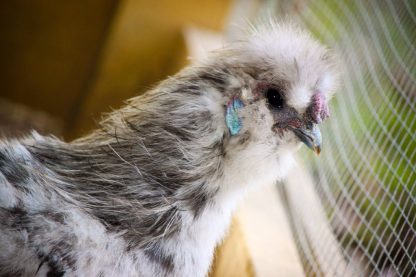 Splash Silkie Bantams Chicks