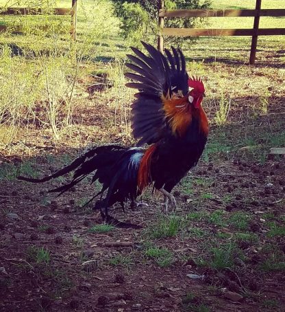 Black Breasted Red Standard Phoenix Chicken