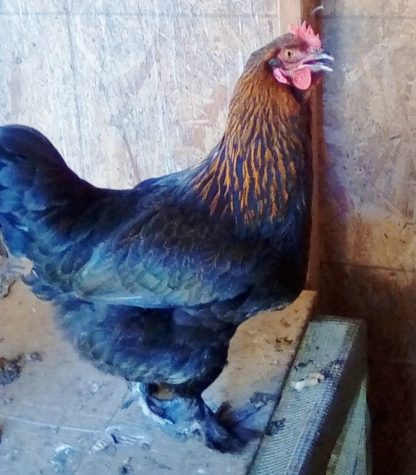 French Black Copper Marans