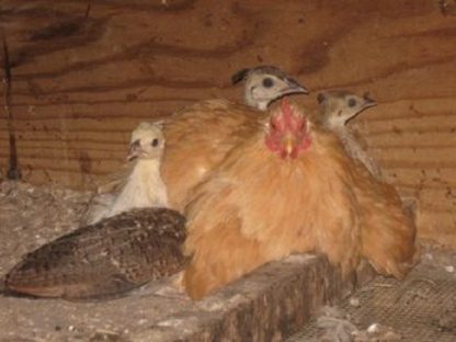 Buff Cochin Bantam