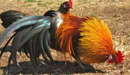 Black Breasted Red Phoenix Bantam