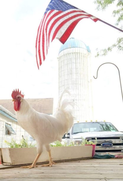 White Leghorn Chicken