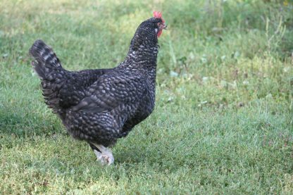 Cuckoo Marans Chicken