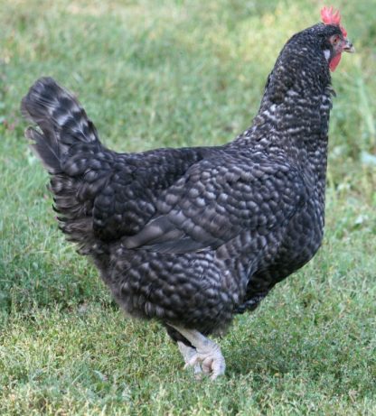 Cuckoo Marans Hen Chicken Breed "Thank you Cackle"
