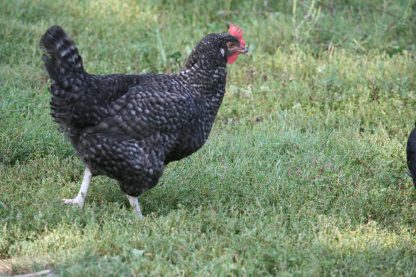 Cuckoo Marans Chicken