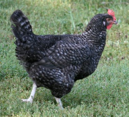 Cuckoo Marans Hen Chicken Breed "Thank you Cackle"